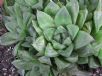 Haworthia cymbiformis