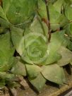 Haworthia cymbiformis