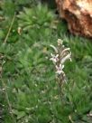 Haworthia cymbiformis