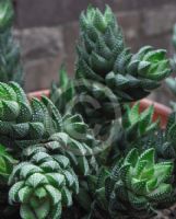 Haworthia reinwardtii