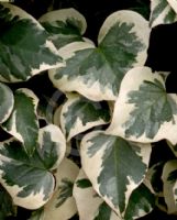 Hedera algeriensis Gloire de Marengo