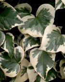 Hedera algeriensis Gloire de Marengo