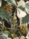 Hedera algeriensis Gloire de Marengo