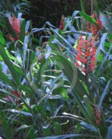 Hedychium coccineum