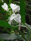 Hedychium coronarium