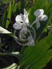 Hedychium coronarium