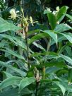 Hedychium flavescens