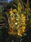 Hedychium gardnerianum