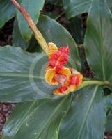 Hedychium horsfieldii