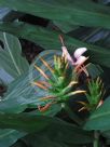 Hedychium Mountain Pink