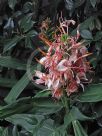 Hedychium Mountain Pink