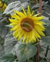 Helianthus annuus