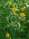 Helianthus tuberosus