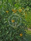 Helianthus tuberosus