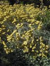 Helichrysum argyrophyllum