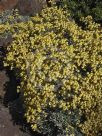 Helichrysum argyrophyllum