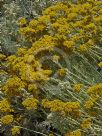 Helichrysum italicum