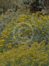 Helichrysum italicum