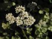 Helichrysum petiolare Limelight