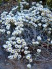 Helichrysum retortum