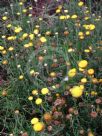 Helichrysum rutidolepis