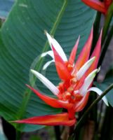 Heliconia angusta Holiday