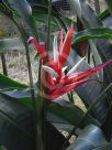 Heliconia angusta Holiday