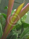 Heliconia metallica