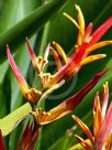 Heliconia psittacorum