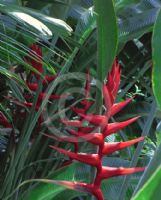 Heliconia Hot Rio Nights