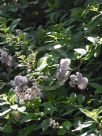 Heliotropium arborescens Aureum