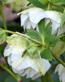 Helleborus hybridus