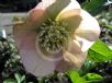 Helleborus hybridus