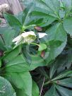 Helleborus hybridus