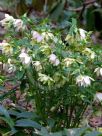 Helleborus hybridus