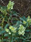 Helleborus argutifolius