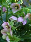 Helleborus orientalis