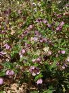 Helleborus orientalis