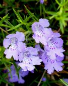 Hemiandra pungens