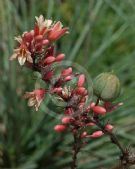 Hesperaloe parviflora