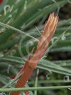 Hesperaloe parviflora