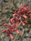 Hesperaloe parviflora