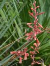 Hesperaloe parviflora