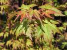 Acer palmatum Bonfire