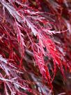 Acer palmatum Dissectum Atropurpureum Group