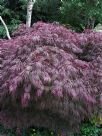 Acer palmatum Dissectum Atropurpureum Group