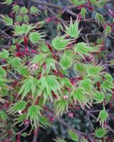 Acer palmatum