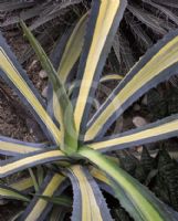 Agave americana Mediopicta