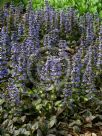 Ajuga reptans Purpurea