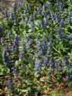 Ajuga reptans